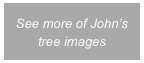 See more of John’s tree images
